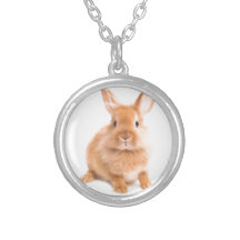 Lapin Colliers