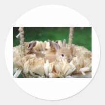 Lapin dans un panier adhésif rond