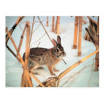 Lapin extérieur cartes postales