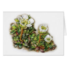Lapponica de Diapensia Cartes De Vœux