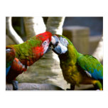L'ara Parrots la carte postale de 2013 calendriers