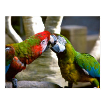 L'ara Parrots la carte postale de 2013 calendriers