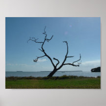 L'arbre de poète posters