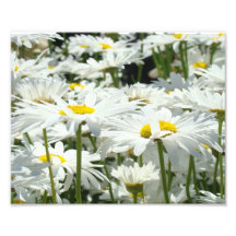 l'art de la photographie 10x8 imprime des fleurs d