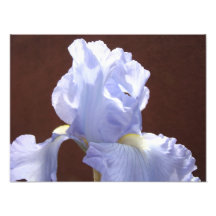 L'art de photographie de nature imprime les fleurs