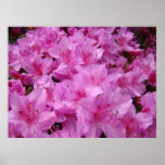 L'art ROSE de fleurs d'azalée des AZALÉES 31 impri