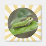 Larve de Caterpillar de papillon Magnets Pour Réfrigérateur