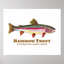 Latin de truite arc-en-ciel posters
