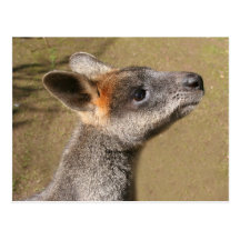L'Australie - carte postale de wallaby