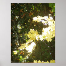 L'automne Sun rayonne #8 Posters