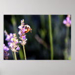 Lavande d'amour d'abeilles juste ! posters