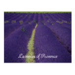 Lavande de la Provence Cartes Postales