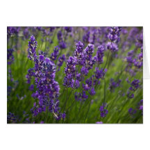 Lavendar | Lavendel Carte De Vœux