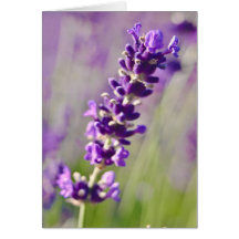 Lavendar | Lavendel Cartes De Vœux