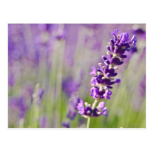 Lavendar | Lavendel Cartes Postales