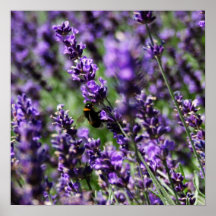 Lavendar met en place l'affiche