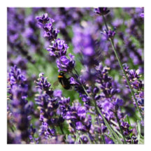 Lavendar met en place l'invitation
