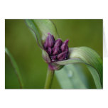 Lavender Spiderwort Flower Cards