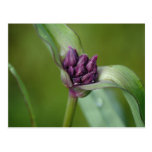 Lavender Spiderwort Flower Postcard