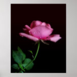 LC_SS_Rose Affiche
