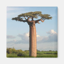 Le baobab Madagascar de Grandidier Aimants