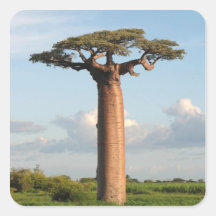 Le baobab Madagascar de Grandidier Autocollants