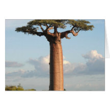 Le baobab Madagascar de Grandidier Carte De Vœux