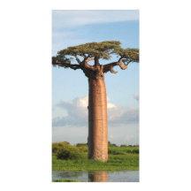 Le baobab Madagascar de Grandidier Cartes De Vœux Avec Photo