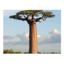 Le baobab Madagascar de Grandidier Carte Postale