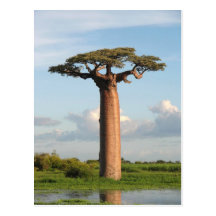 Le baobab Madagascar de Grandidier Carte Postale
