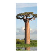Le baobab Madagascar de Grandidier Cartes Doubles Customisables