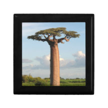 Le baobab Madagascar de Grandidier Coffret Cadeau