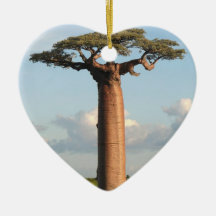 Le baobab Madagascar de Grandidier Ornement