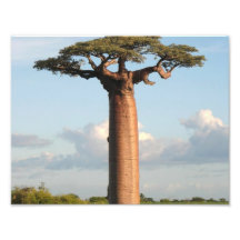 Le baobab Madagascar de Grandidier Photo Sur Toile