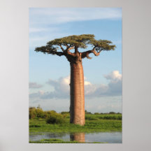 Le baobab Madagascar de Grandidier Poster