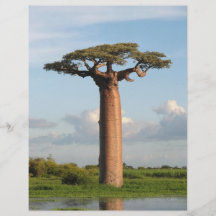 Le baobab Madagascar de Grandidier Prospectus Customisé