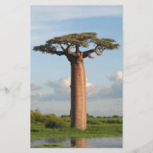 Le baobab Madagascar de Grandidier Prospectus Customisé