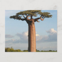 Le baobab Madagascar de Grandidier Prospectus