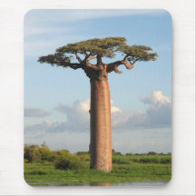 Le baobab Madagascar de Grandidier Tapis De Souris