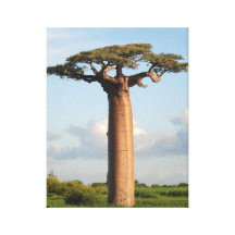 Le baobab Madagascar de Grandidier Impressions Sur Toile