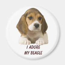 Le beagle adorent l'aimant
