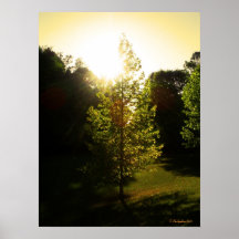 Le bel arbre posters