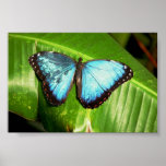 Le bleu Morph le papillon Affiches