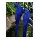 Le bleu Parrots la carte postale de photo