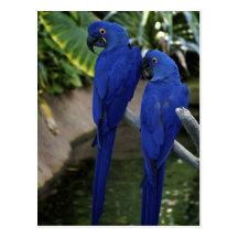 Le bleu Parrots la carte postale de photo