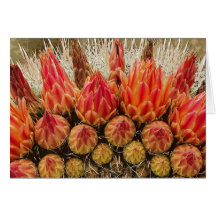 Le cactus fleurit 012j cartes