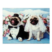 Le carlin poursuit la carte postale de mariage