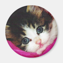 Le chaton le plus mignon des mondes magnets
