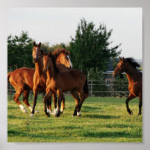 Le cheval sauvage arrondissent la copie posters