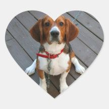 Le chien de beagle le plus mignon jamais autocollants
